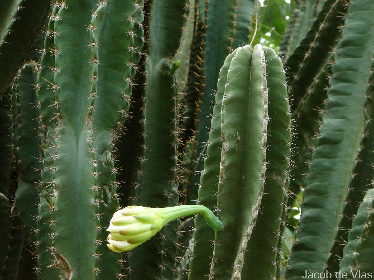 Cereus repandus (L.) Mill.